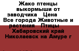 Жако птенцы выкормыши от заводчика › Цена ­ 1 - Все города Животные и растения » Птицы   . Хабаровский край,Николаевск-на-Амуре г.